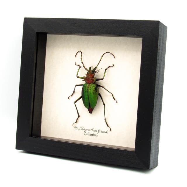 Rare metallic green Longhorn beetle framed taxidermy - Psalidognathus friendi - large female
