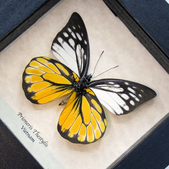 Real black and yellow butterfly framed taxidermy - Prioneris Thestylis