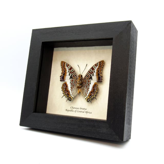 Real White-barred Emperor butterfly framed taxidermy - Charaxes brutus
