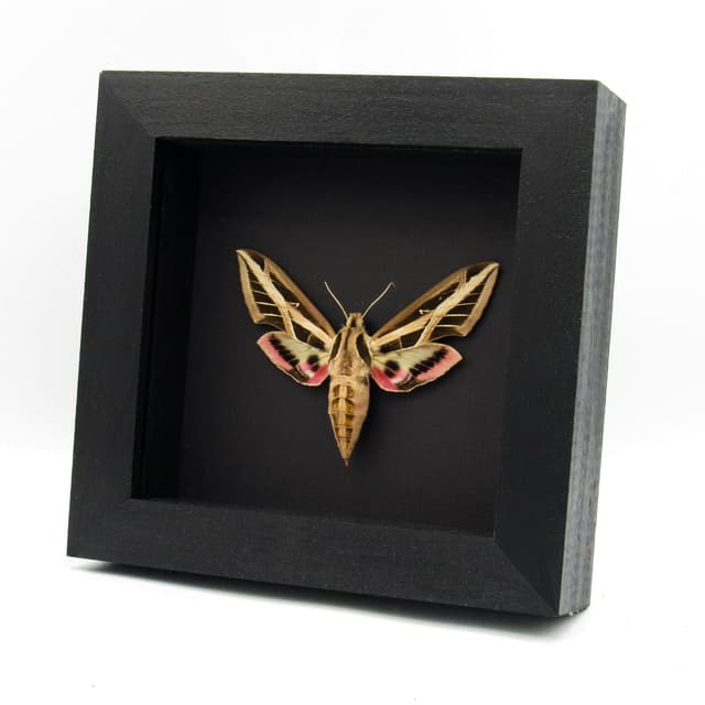 Real Banded Sphinx moth framed taxidermy - Eumorpha fasciata