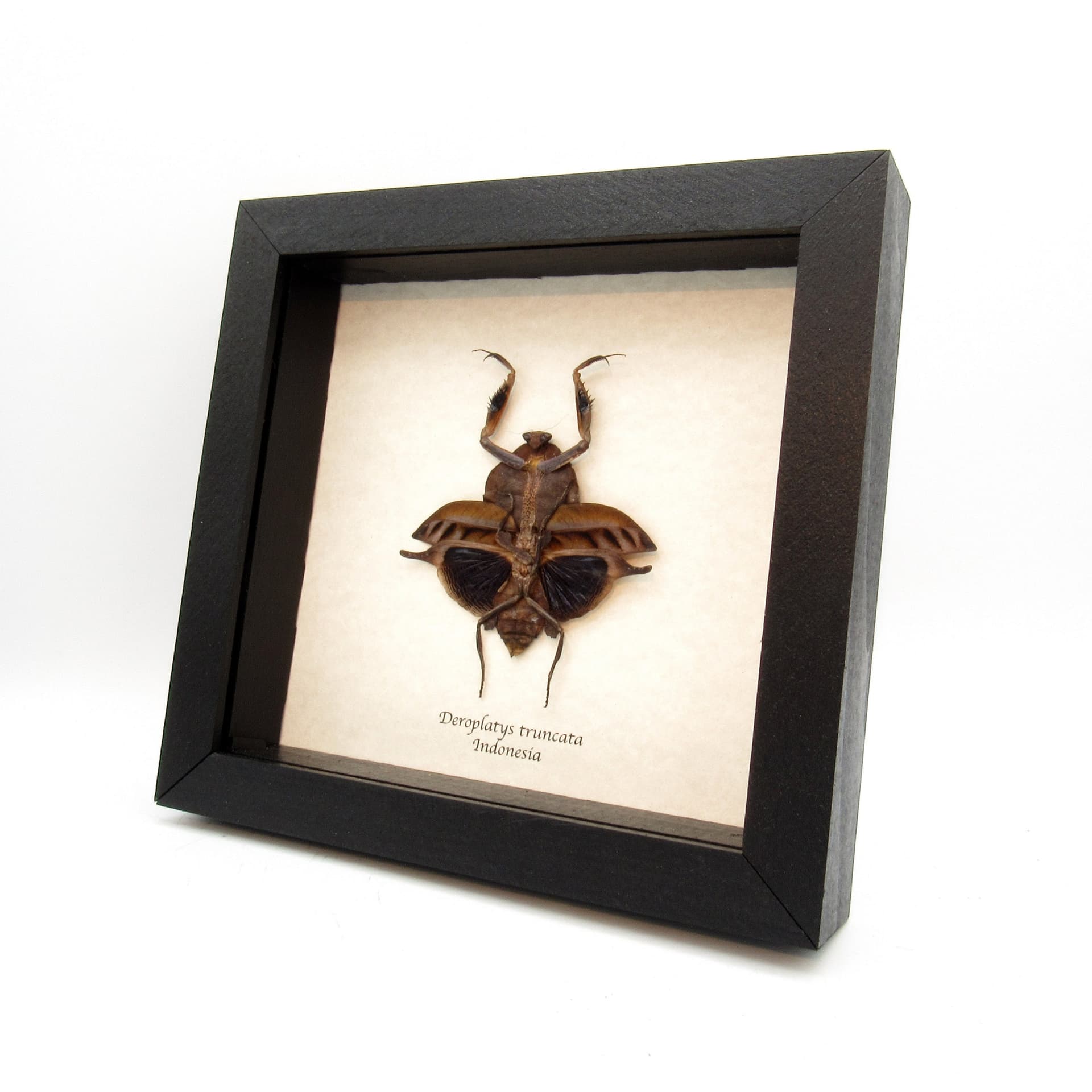 Rare Dead Leaf Mantis framed taxidermy - Deroplatys truncata - female