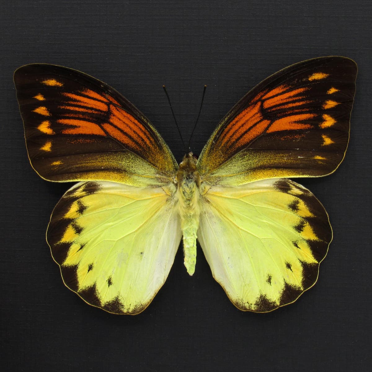 Rare Orange Tip butterfly framed taxidermy - Hebomoia leucippe - large female