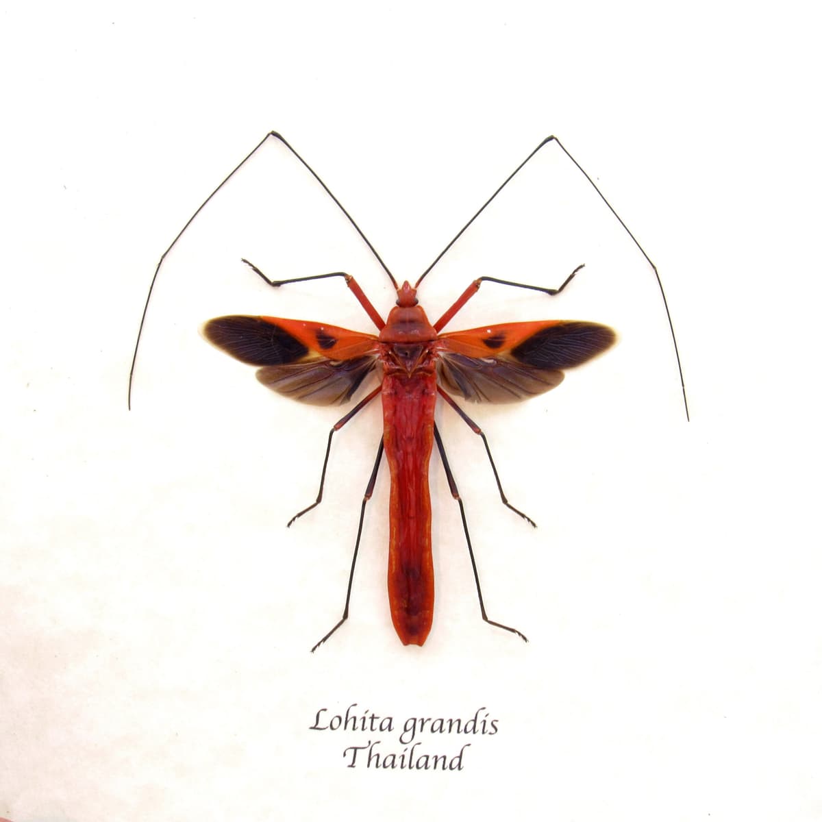 Real Giant Red bug framed taxidermy - Lohita grandis - female