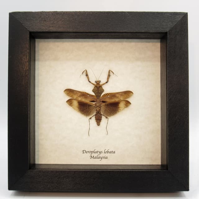 Real framed taxidermy Dead Leaf praying mantis - Deroplatys lobata - light form