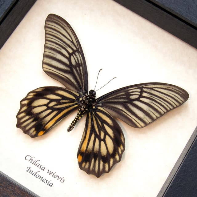 Real butterfly framed taxidermy - Chilasa veiovis