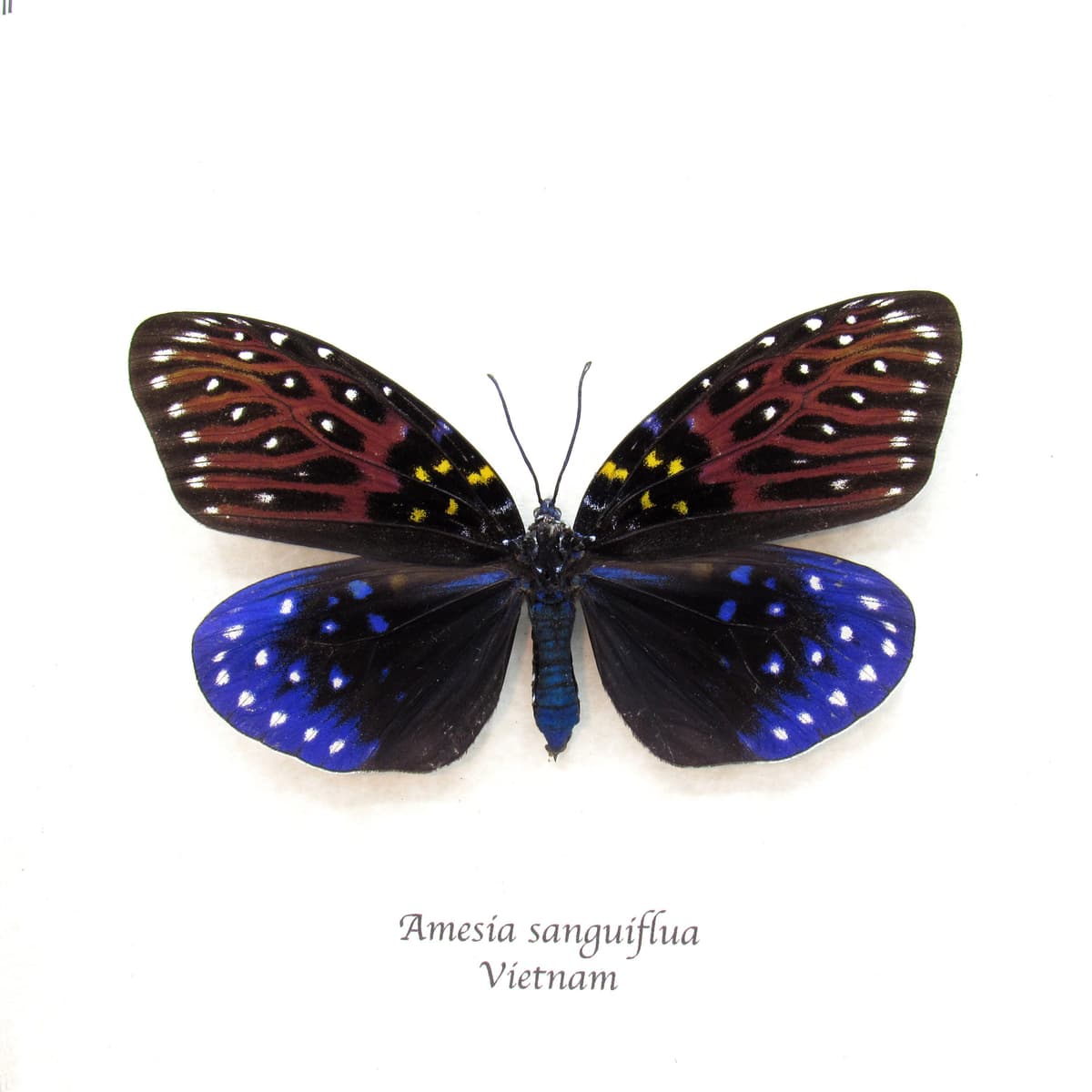Rare Day Flying moth framed taxidermy - Amesia sanguiflua - XL female