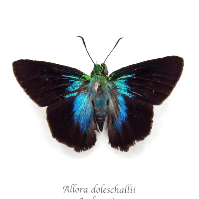 Real metallic blue Skipper butterfly framed taxidermy - Allora doleschallii