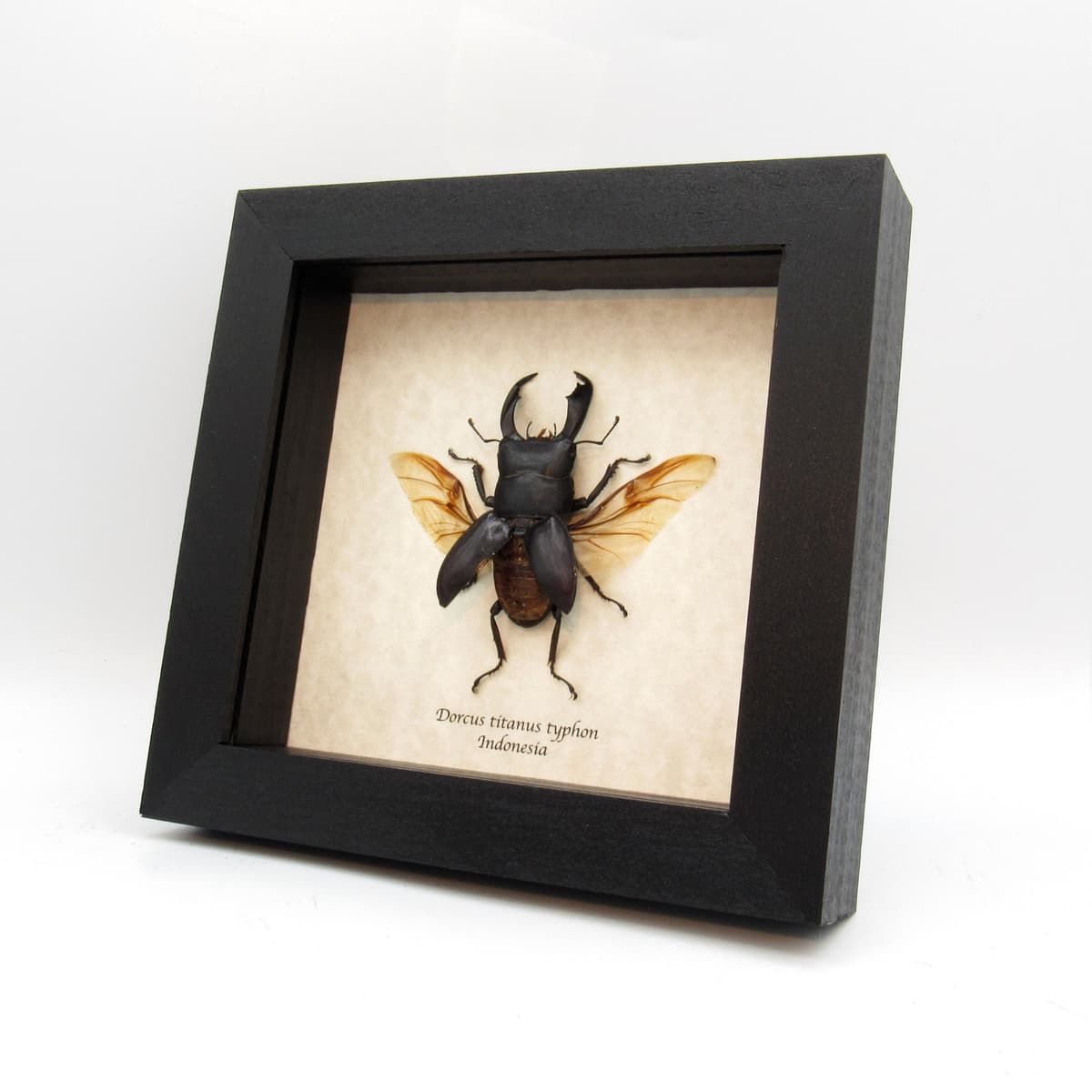 Real Giant Stag beetle framed taxidermy - Dorcus titanus typhon