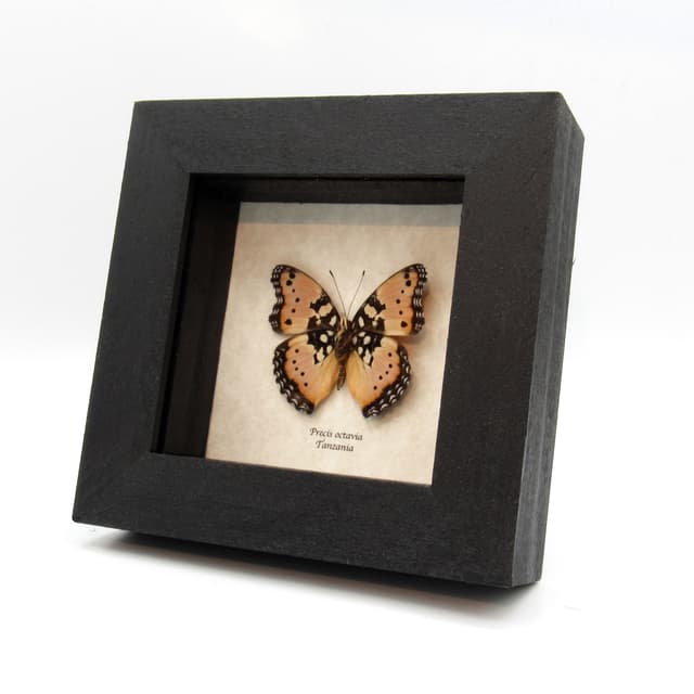 Rare pink form Gaudy Commodore butterfly framed taxidermy - Precis octavia