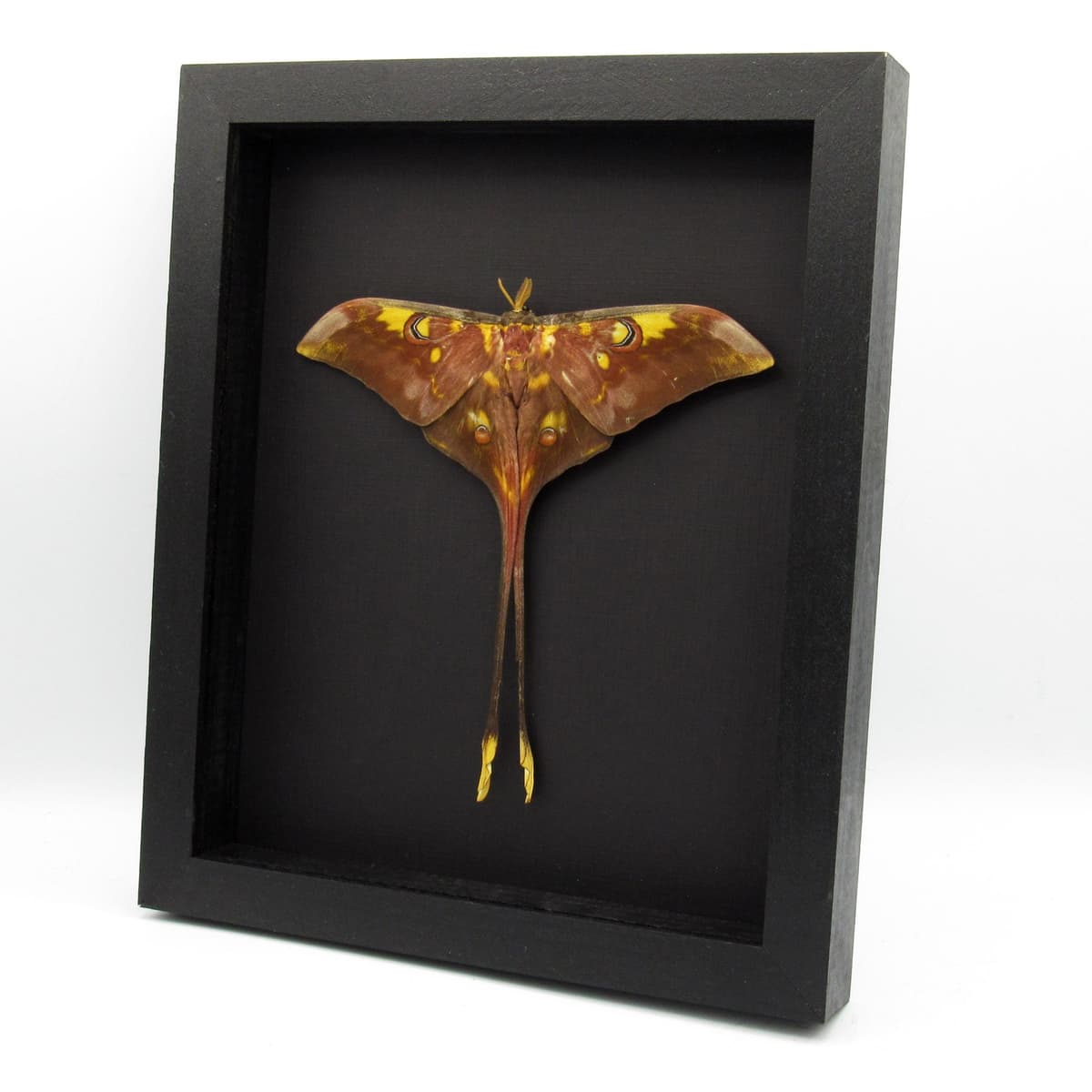 Rare XXL Sulawesi Moon Moth framed taxidermy - Actias isis - Victorian mount