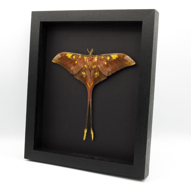 Rare XXL Sulawesi Moon Moth framed taxidermy - Actias isis - Victorian mount