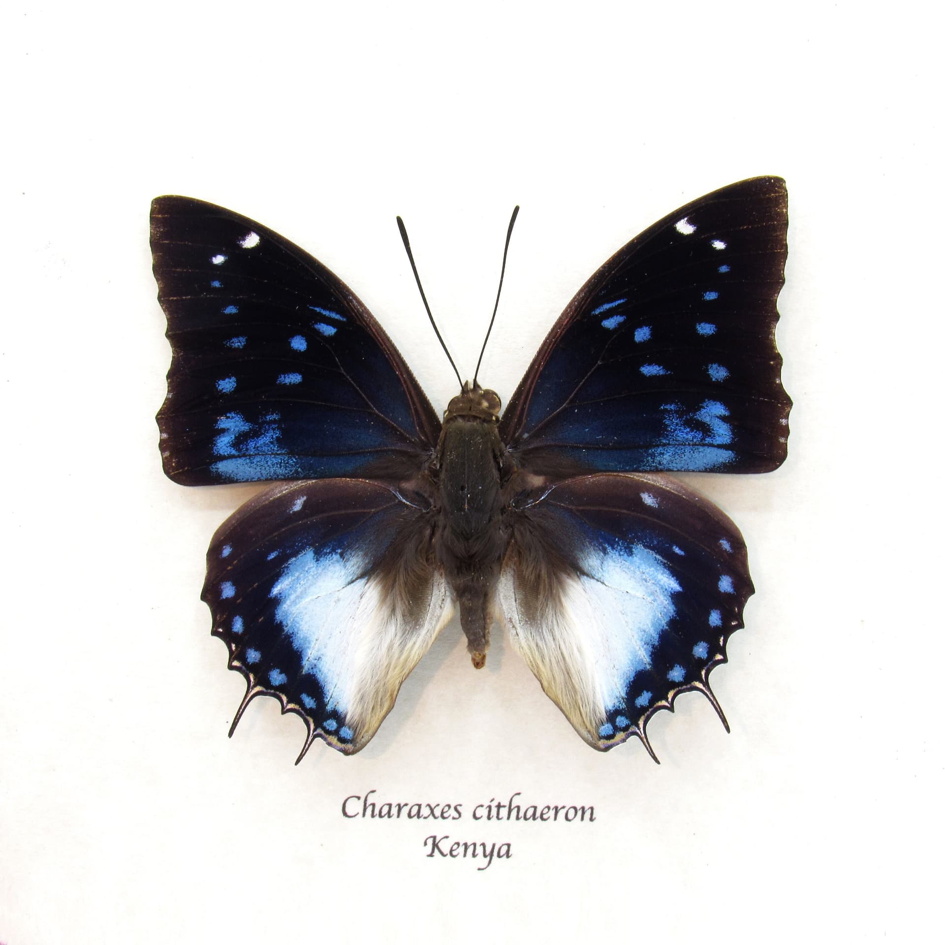 Real Blue Spotted Emperor butterfly framed taxidermy - Charaxes cithaeron