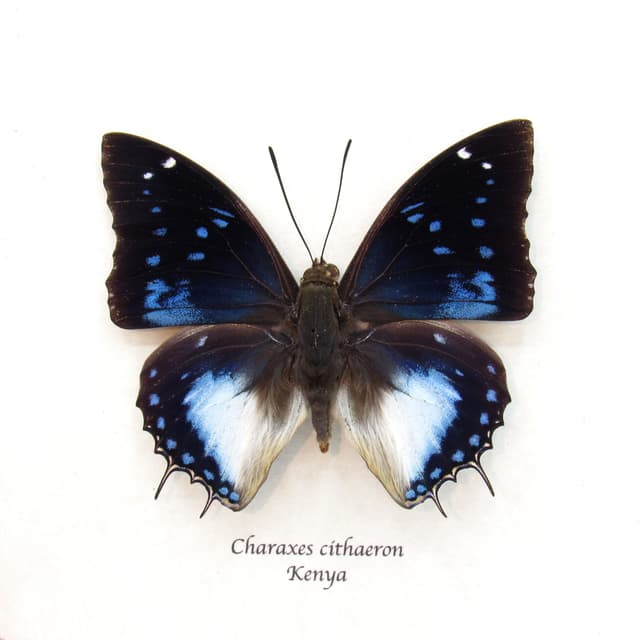Real Blue Spotted Emperor butterfly framed taxidermy - Charaxes cithaeron