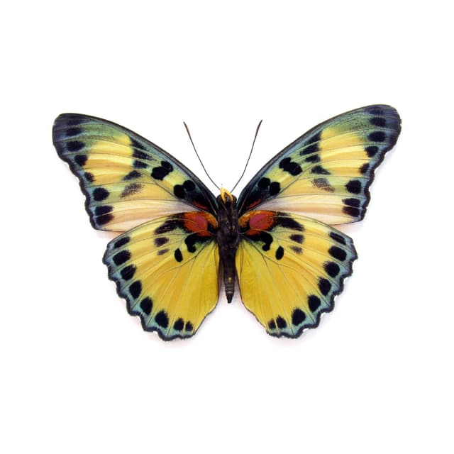 Real Forester butterfly framed taxidermy - Euphaedra adonina - large female