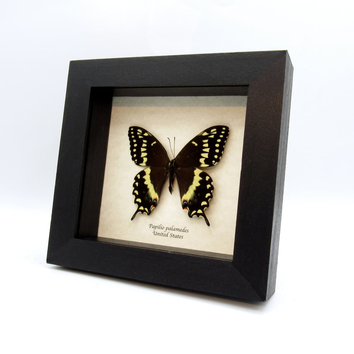 Real Laurel Swallowtail butterfly framed taxidermy - Papilio palamedes