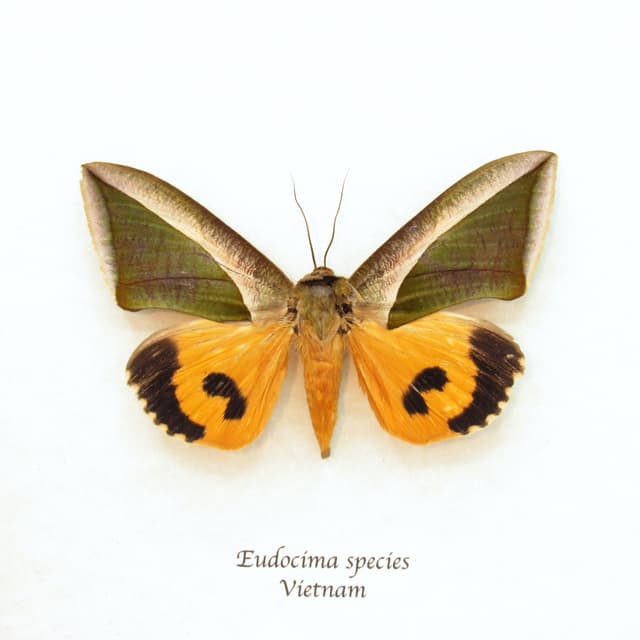 Real fruit piercing moth framed taxidermy - Eudocima species