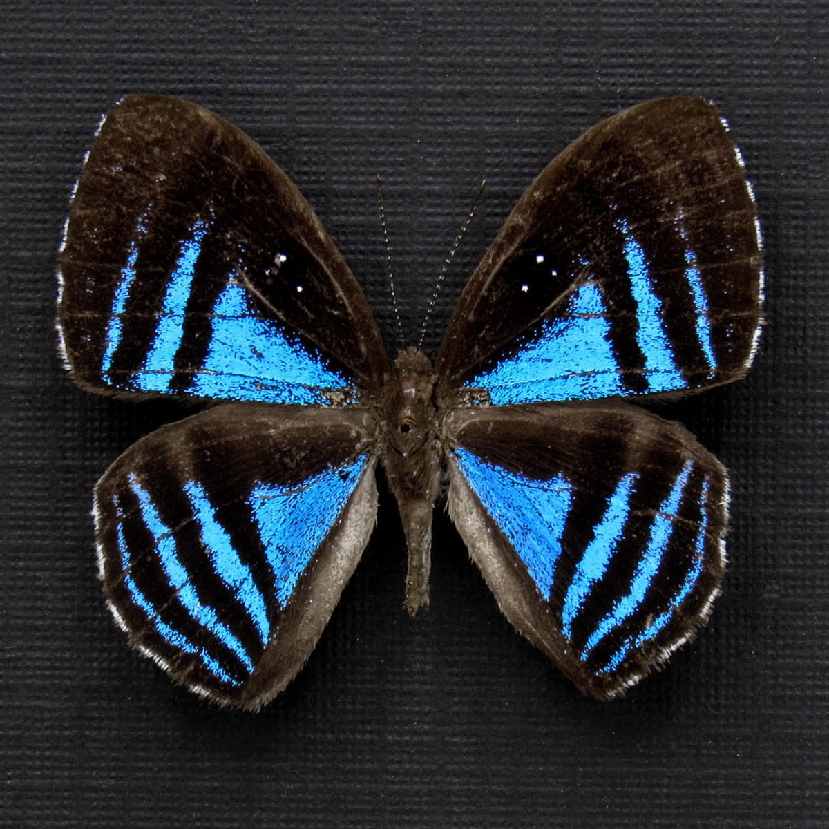 Rare blue Metalmark butterfly framed taxidermy - Mesosemia eumene