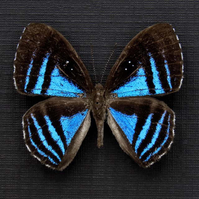 Rare blue Metalmark butterfly framed taxidermy - Mesosemia eumene
