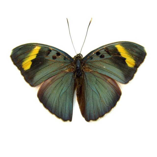 Real green Forester butterfly framed taxidermy - Euphaedra medon - Victorian mount