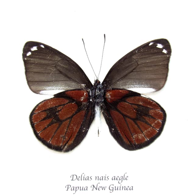 Real red Delias butterfly framed taxidermy - Delias nais aegle