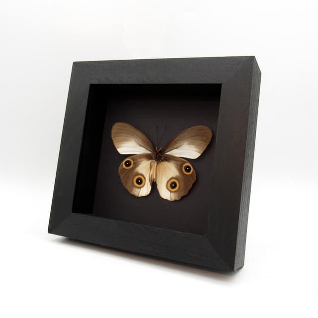 Real Silky Owl butterfly framed taxidermy - Taenaris catops