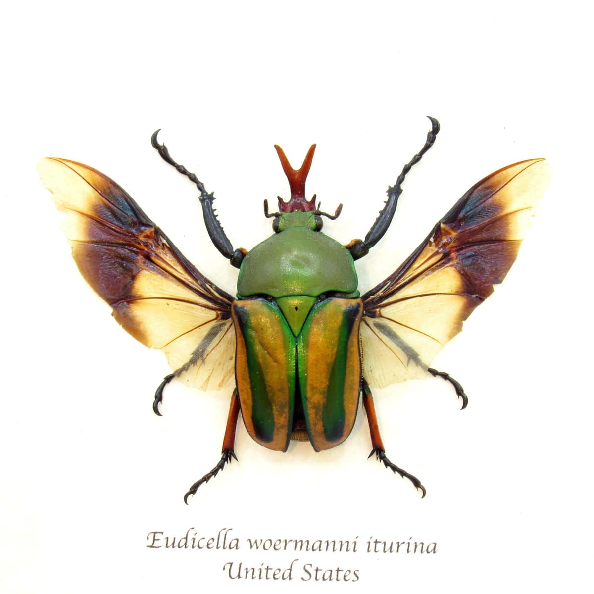 Real framed taxidermy flower beetle - Eudicella woermanni iturina