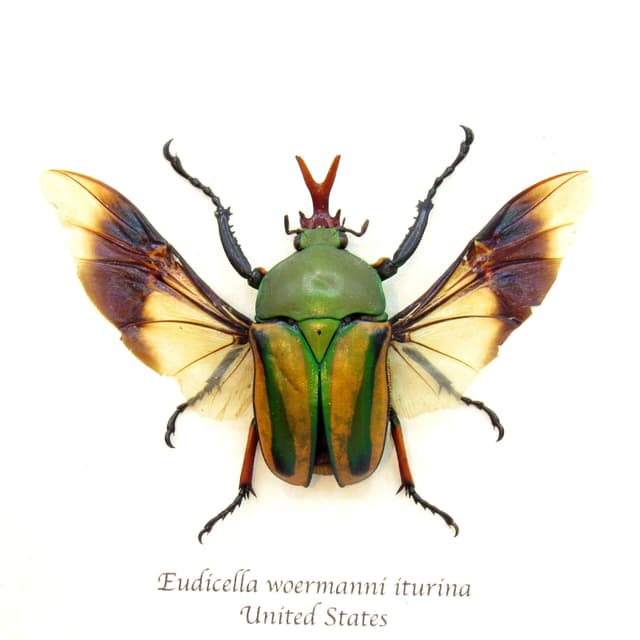 Real framed taxidermy flower beetle - Eudicella woermanni iturina