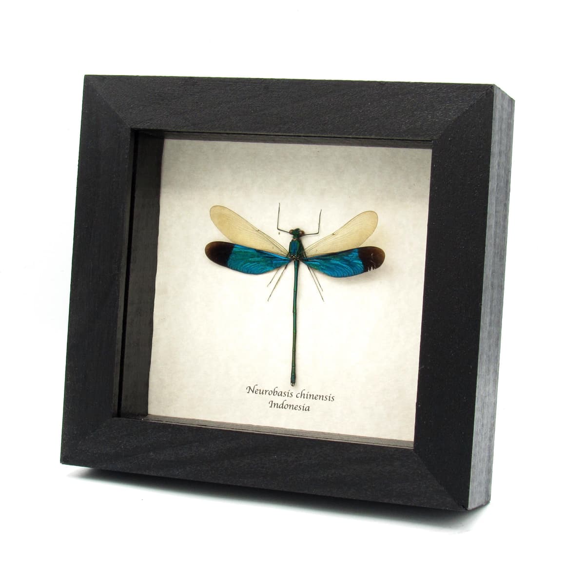 Real blue dragonfly framed taxidermy - Neurobasis chinensis