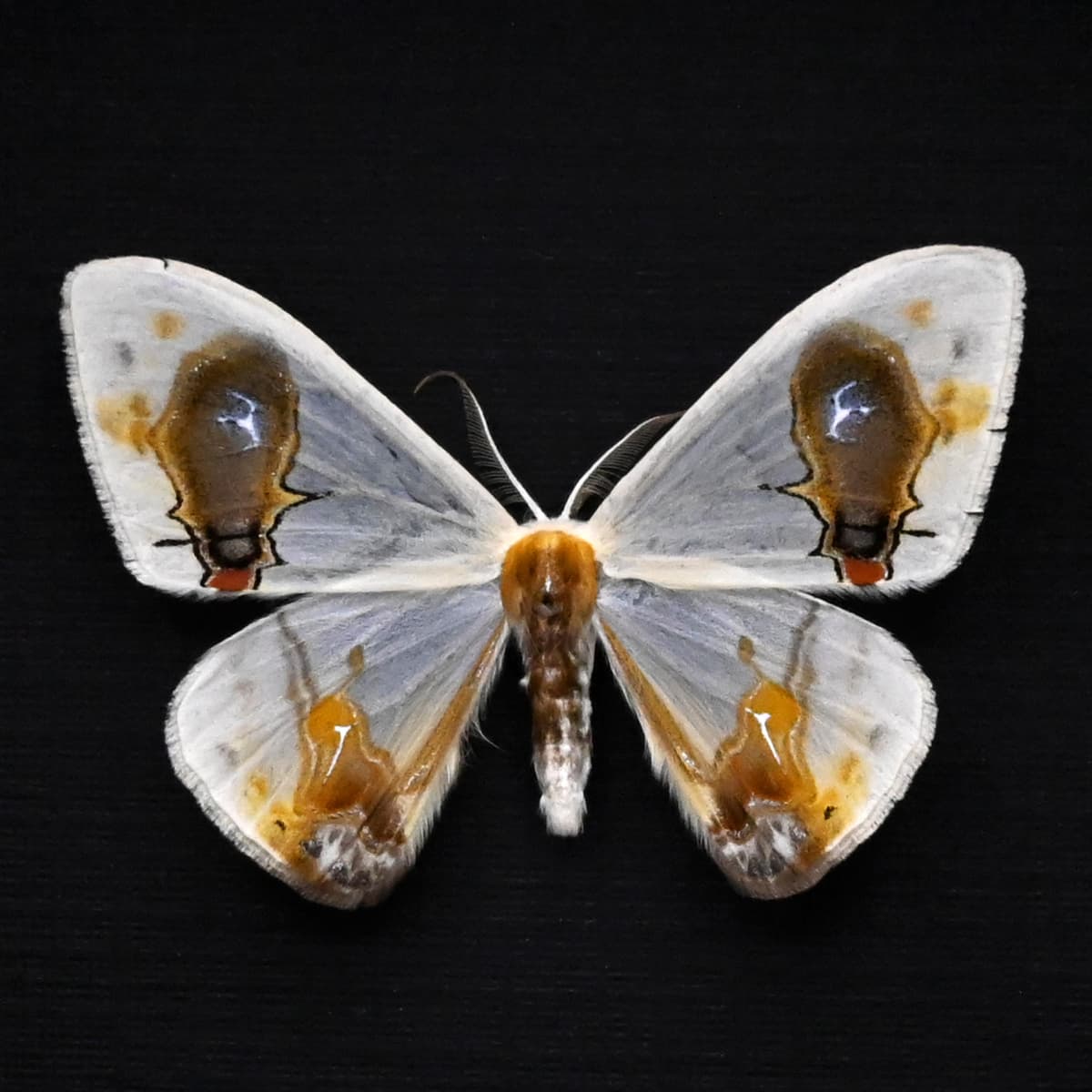 Real bird poop mimicking glitter moth framed taxidermy - Macrocilix maia
