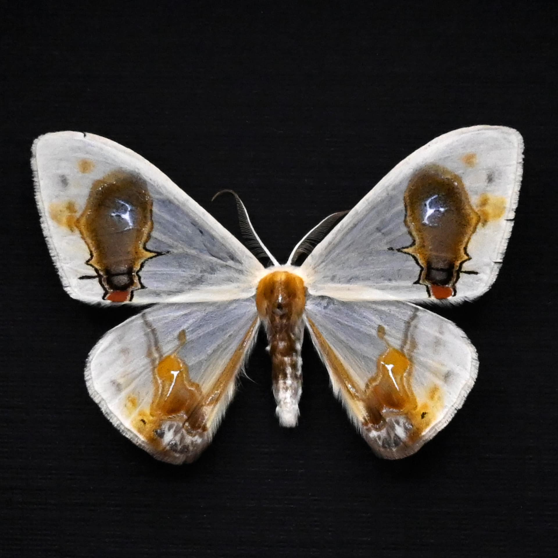 Real bird poop mimicking glitter moth framed taxidermy - Macrocilix maia