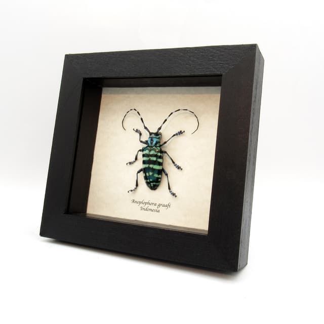 XL blue Longhorn beetle framed taxidermy - Anoplophora graafi - female