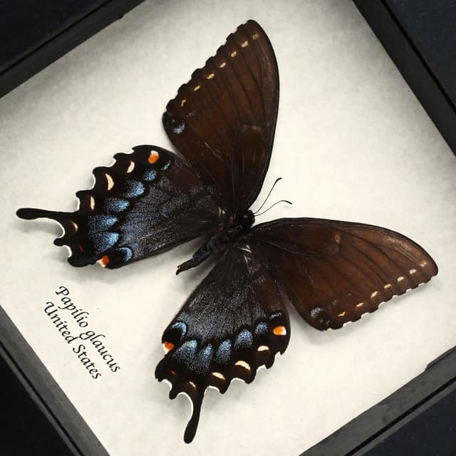 Real Black Form Tiger Swallowtail framed taxidermy - Papilio glaucus - large female