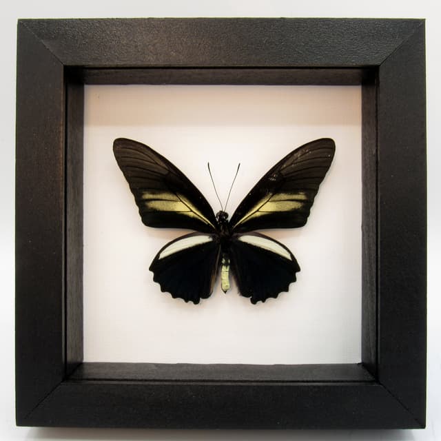 Real black butterfly framed taxidermy - Battus crassus