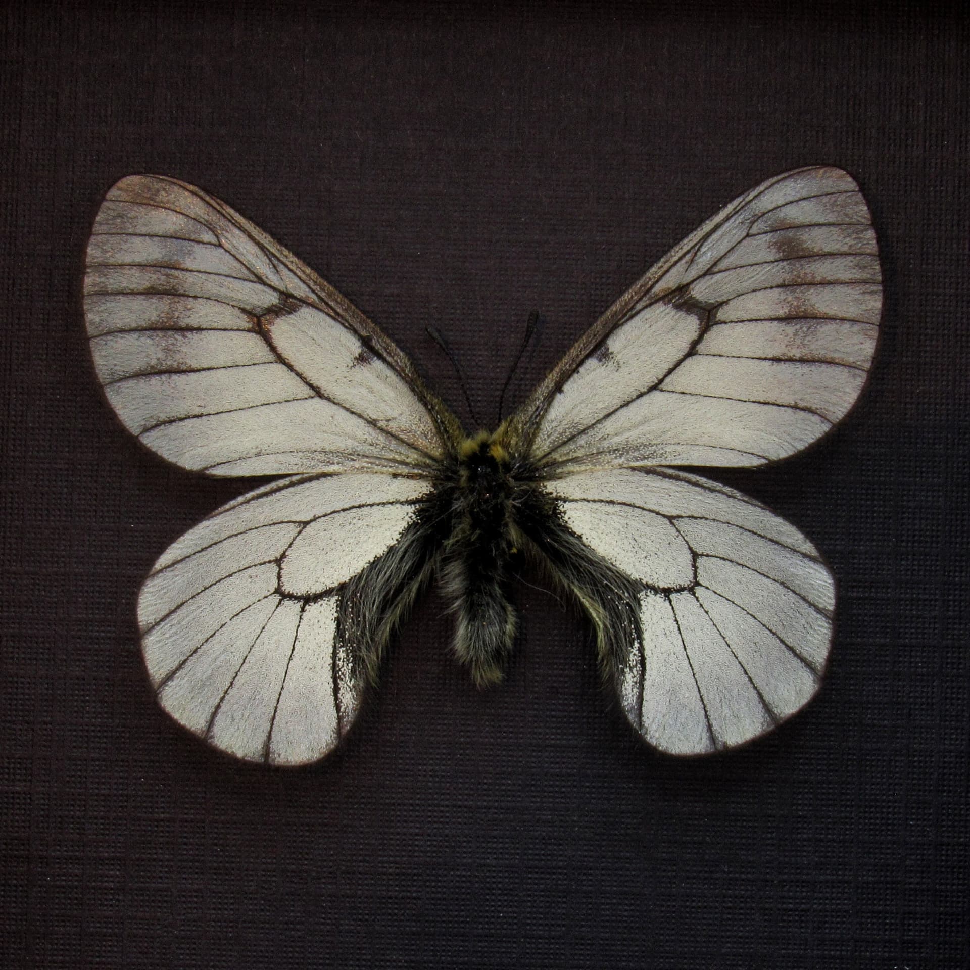 Real Siberian Snow butterfly framed taxidermy - Parnassius stubbendorfi