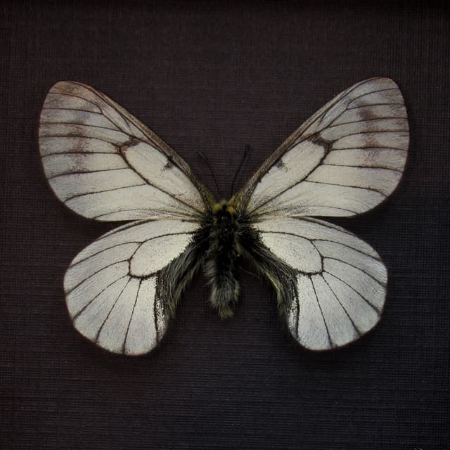 Real Siberian Snow butterfly framed taxidermy - Parnassius stubbendorfi