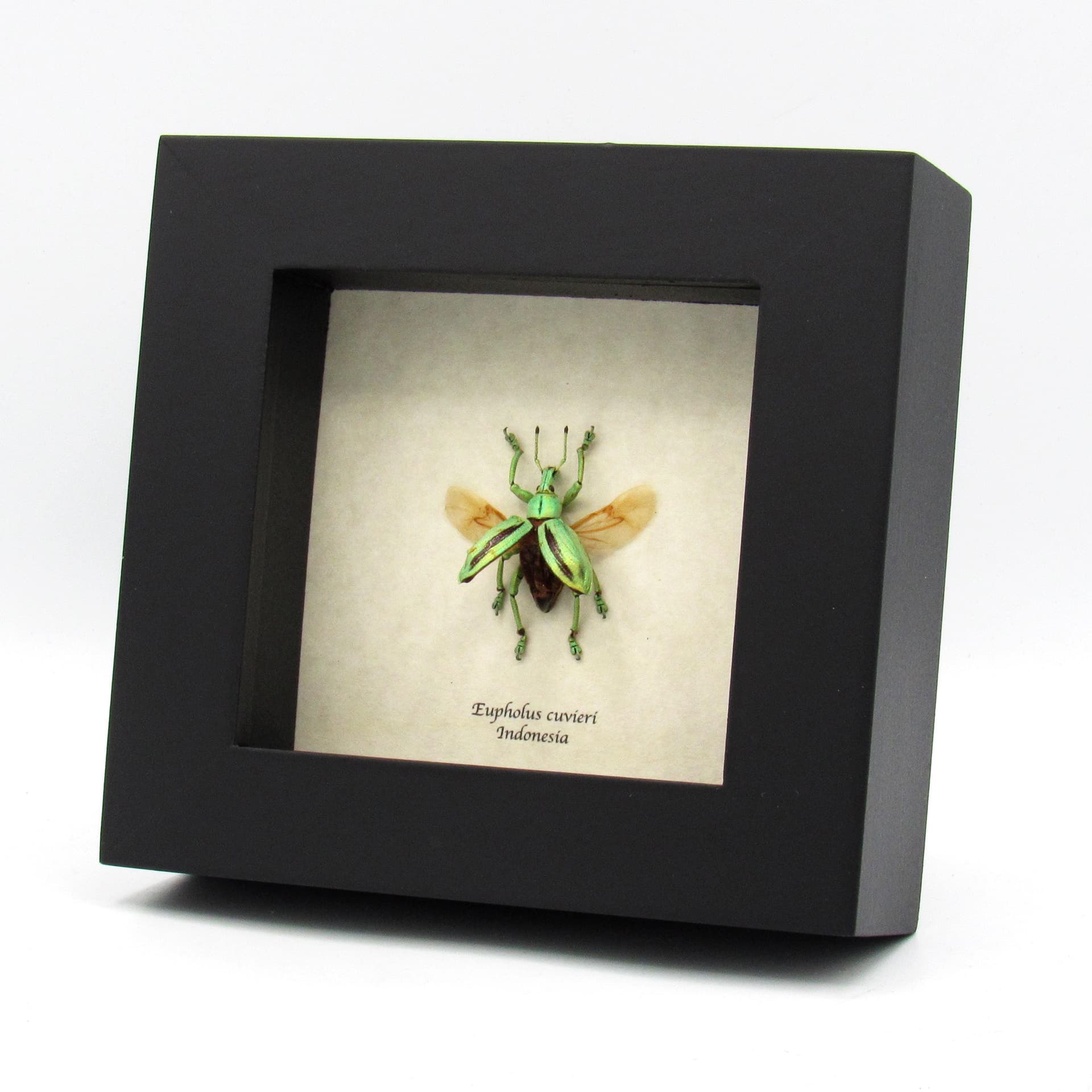 Real glitter beetle framed taxidermy - Eupholus cuvieri - wings open