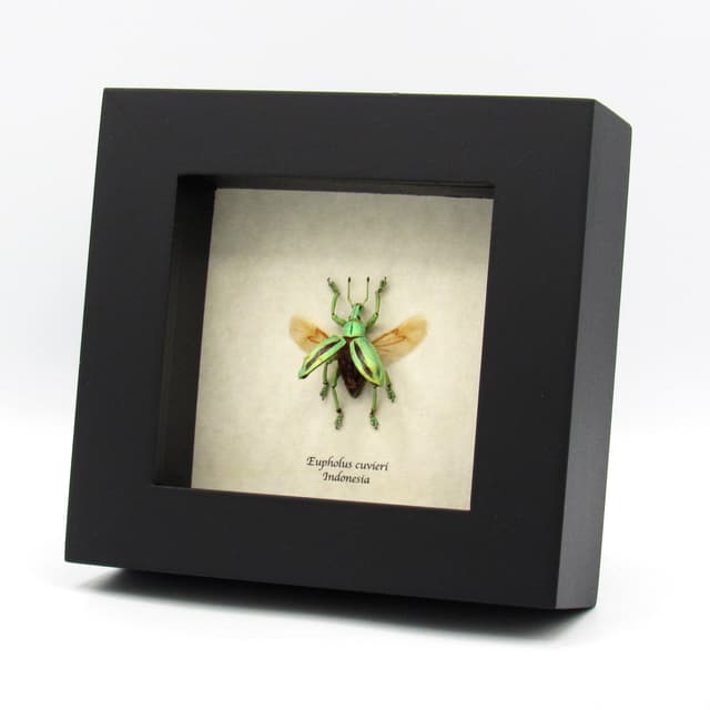 Real glitter beetle framed taxidermy - Eupholus cuvieri - wings open