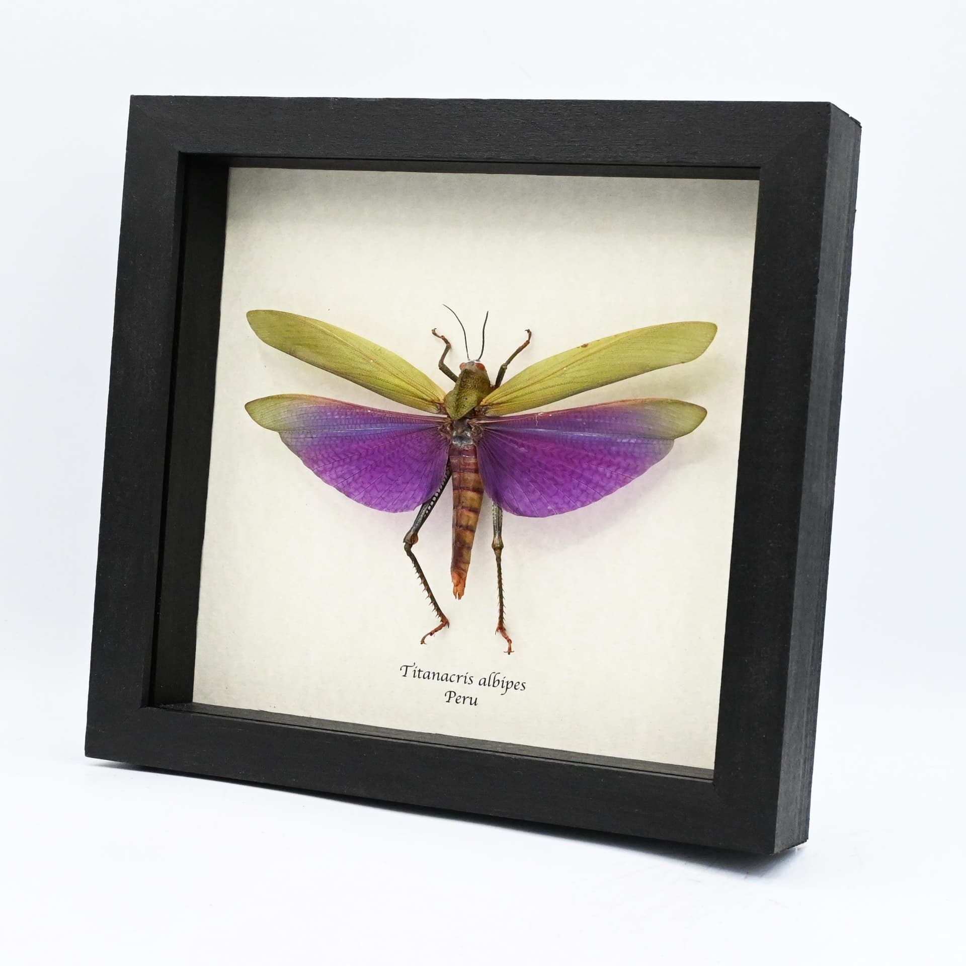 Real Giant grasshopper framed taxidermy - Titanacris albipes - XL female