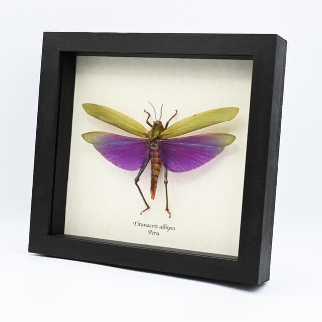 Real Giant grasshopper framed taxidermy - Titanacris albipes - XL female