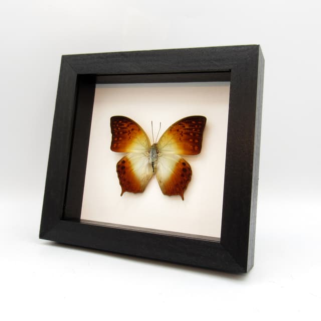 Real sunrise butterfly framed taxidermy - Charaxes fulvescens