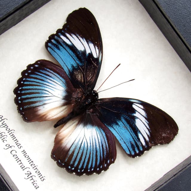 Real blue framed taxidermy butterfly - Hypolimnas monteironis