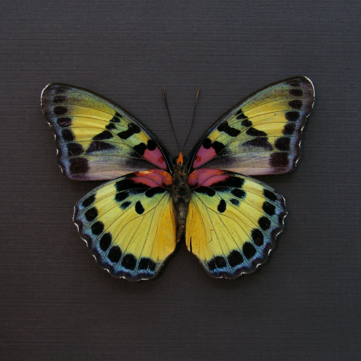 Rare Forester butterfly framed taxidermy - Euphaedra janetta - large female