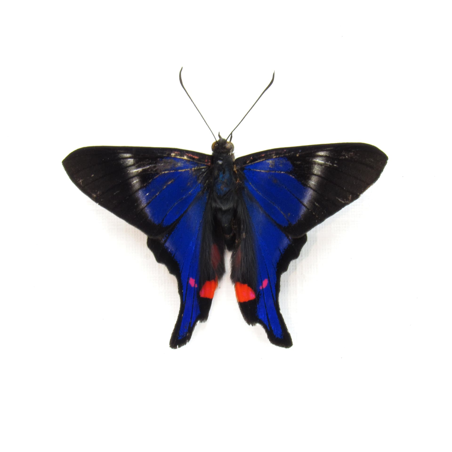 Real Metalmark butterfly framed taxidermy - Rhetus periander - Victorian mount