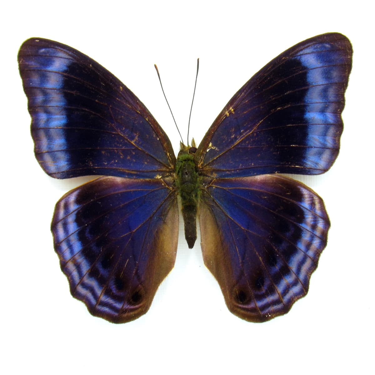 Rare blue butterfly framed specimen - Cirrochroa imperatrix - female