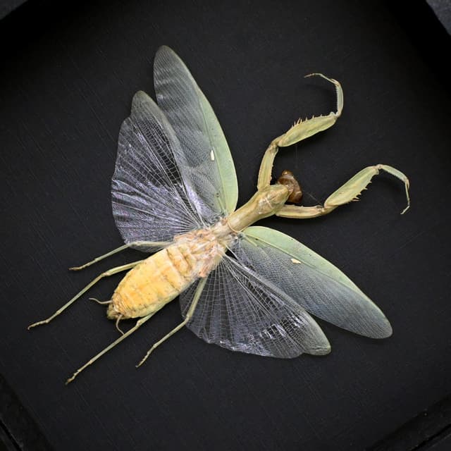 Real framed Praying Mantis taxidermy - Hierodula patellifera - female