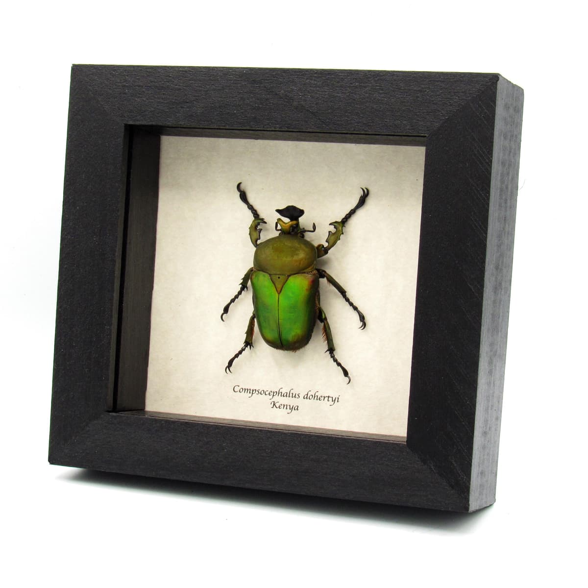 Large green African Scarab beetle framed taxidermy - Compsocephalus dohertyi