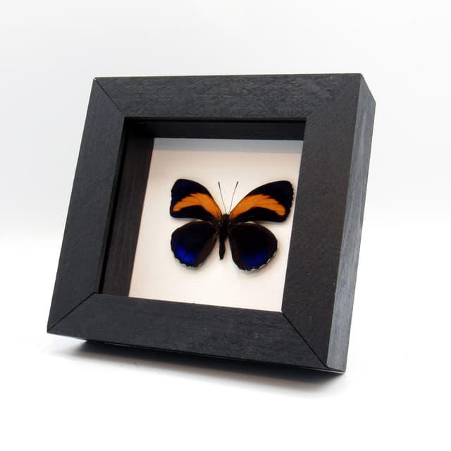 Real 88 Excelsior framed taxidermy butterfly - Callicore excelsior