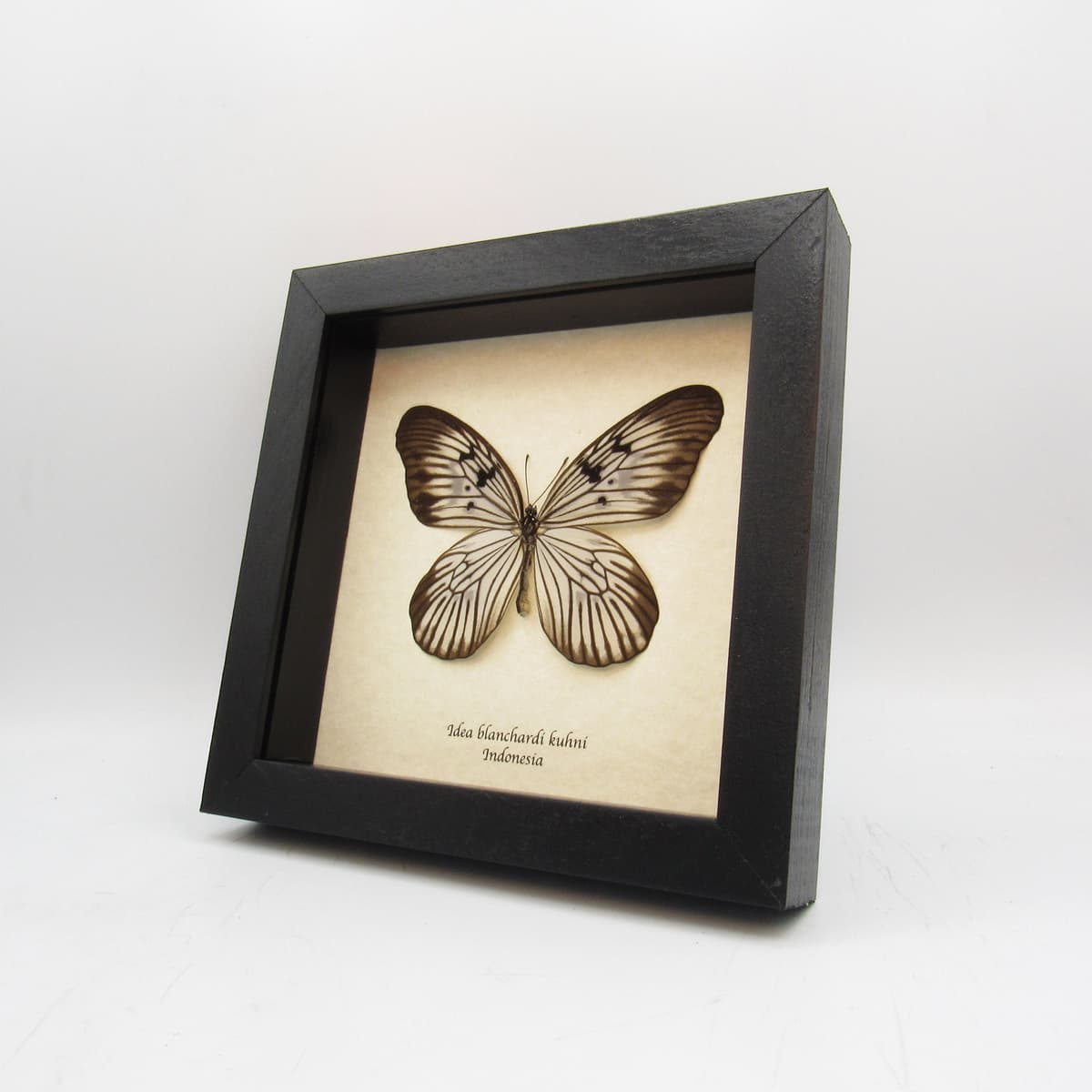 Real butterfly framed taxidermy - Idea blanchardi kuhni