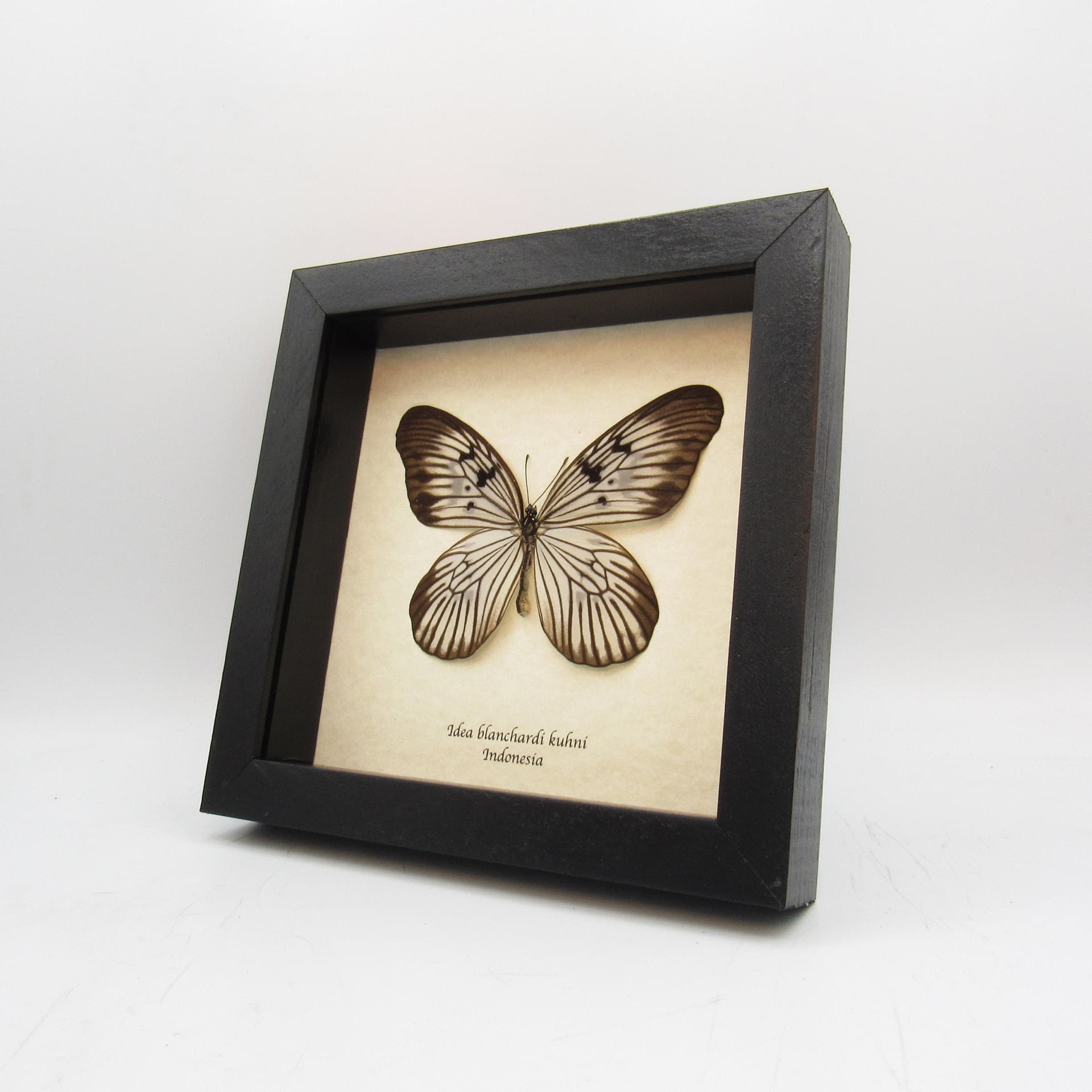Real butterfly framed taxidermy - Idea blanchardi kuhni