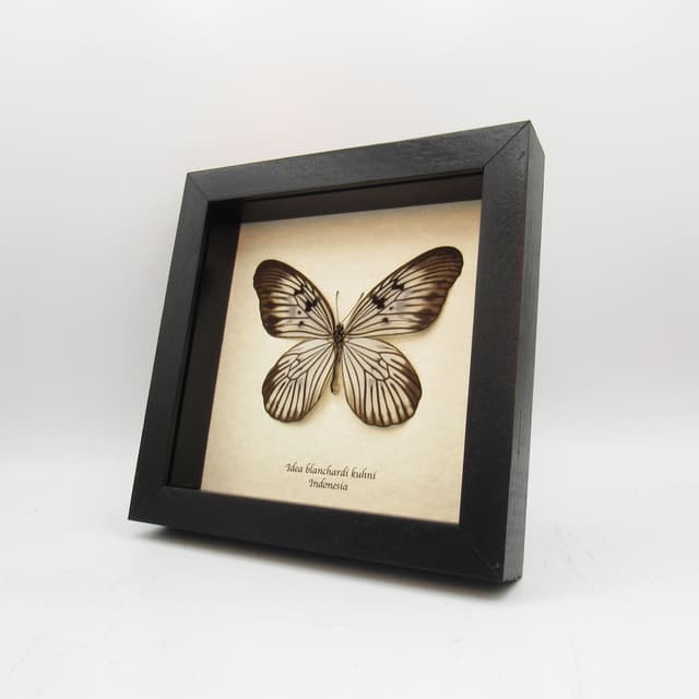 Real butterfly framed taxidermy - Idea blanchardi kuhni